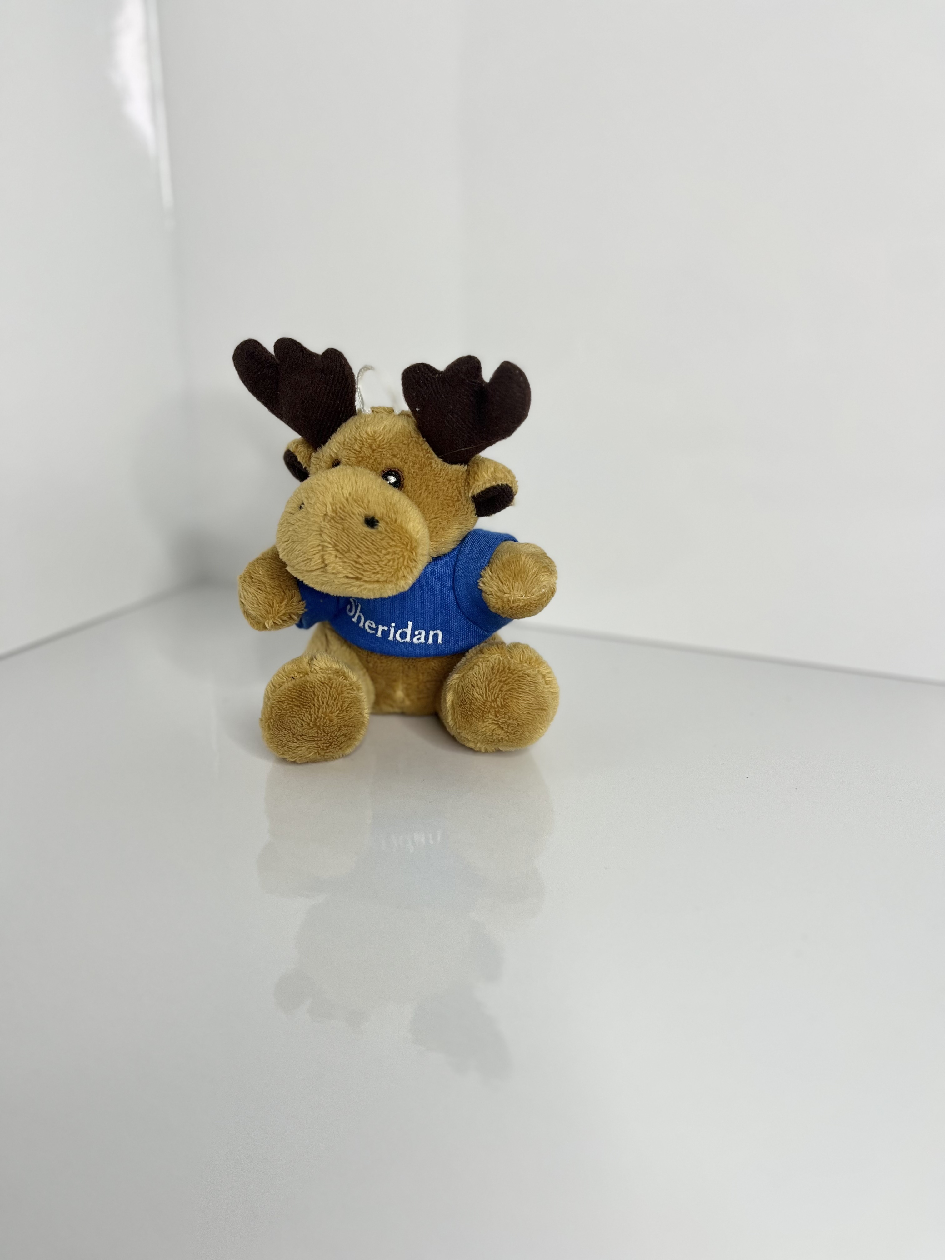 A plush moose toy wearing a blue “Sheridan” shirt sits upright, reflected faintly on the glossy surface.