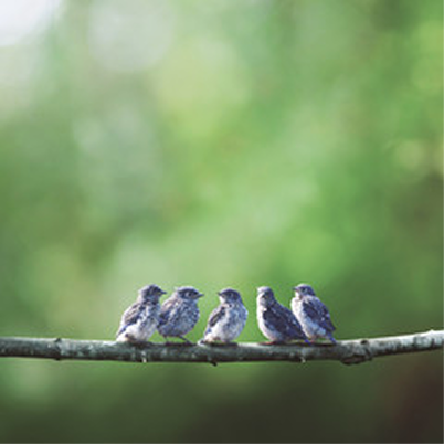 Birds sitting together show connection between points.